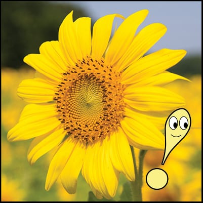 I am a little Sunflower; sunny, brave and true. From tiny bud to blossom, I do good deeds for you.
